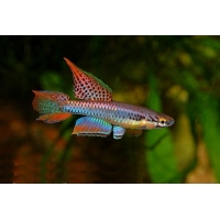 Aphyosemion Bivittatum 3-4cm Aphyosemion Bivittatum 3-4cm